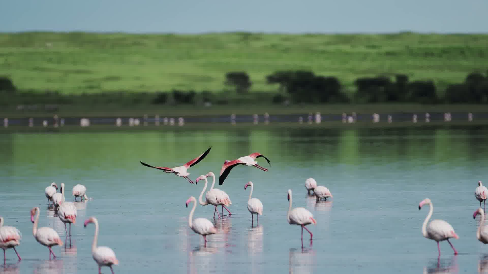 Flamingos beside a lake